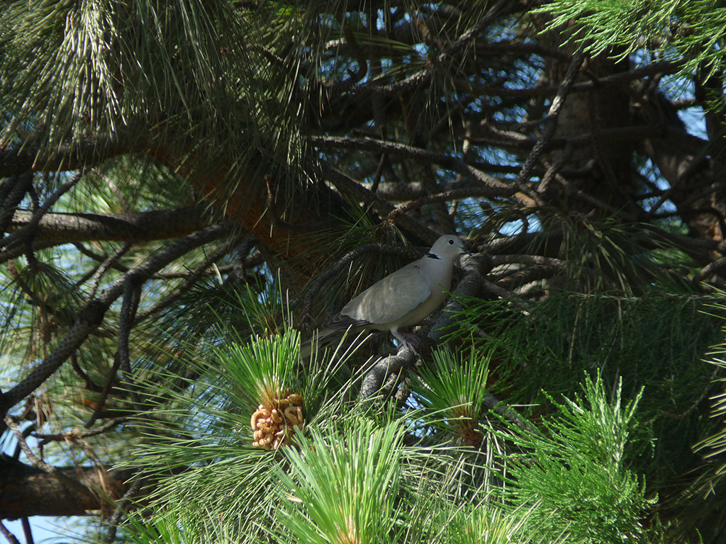 Eurasian Collared Dove in Tree